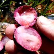 Jaboticaba 'Campo De Ramon' Fruit Plant