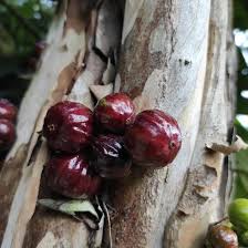 Navel Costada Jaboticaba Fruit Plant