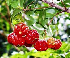 Red Surinam Cherry Fruit Plant