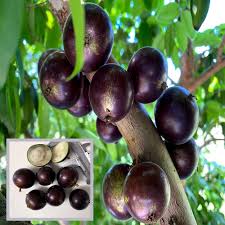 Jaboticaba Grimal Fruit Plant