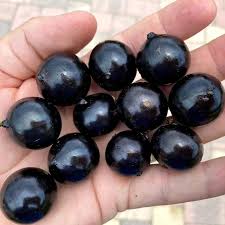 Plinia Oblongata Fruit Plant