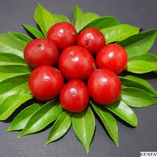 Ubaia Fruit Plant