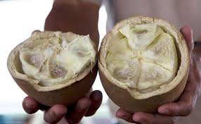 Cupassu Fruit Plant