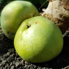 Pouteria Macrocarpa Fruit Plant