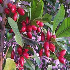 Miracle Fruit Plant