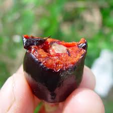 Savannah Cherry Fruit Plant