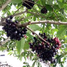 Lipote Fruit Plant