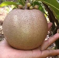 Thai King Sapota Fruit Plant