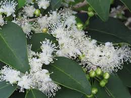 Guamirim Live Fruit Plant