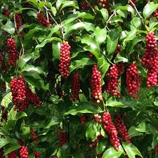 Bignay Fruit Plant