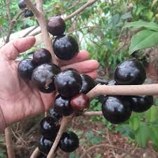 Plinia Oblongata Fruit Plant