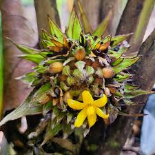 Lemba Fruit Plant