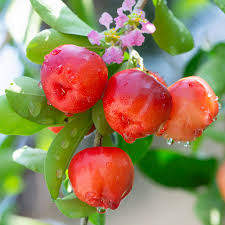Ubaia Fruit Plant