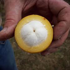 Bacuripari Live Fruit Plant