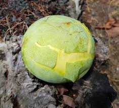 Pouteria Macrocarpa Fruit Plant