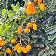Giant Olosapo Fruit Plant