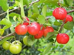 Acerola Cherry Live Fruit Plant