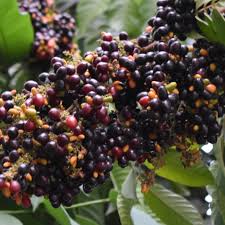 Kak Jam Fruit Plant