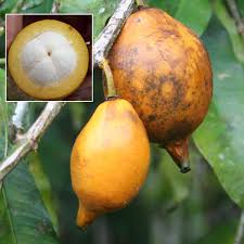 Bacuripari Live Fruit Plant