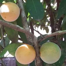 Gogo Fruit Plant