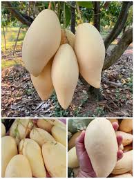 Nam Doc Mai Live Exotic Fruit Plant
