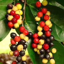 Bignay Fruit Plant