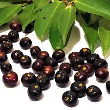 Guamirim Live Fruit Plant