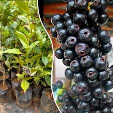 Lipote Fruit Plant