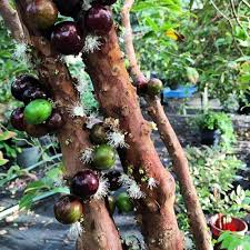 Jaboticaba Grimal Fruit Plant