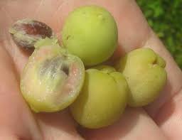 Sea Grape Live Fruit Plant