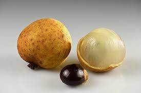 Longan Fruit Plant
