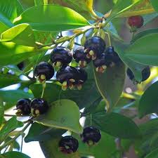 Grumichama Fruit Plant
