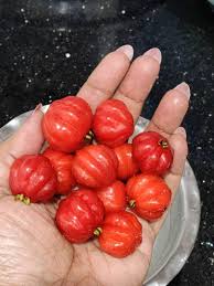 Red Surinam Cherry Fruit Plant