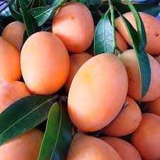 Preah Dak Fruit Live Plant