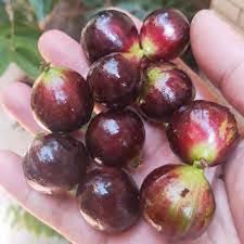 Navel Costada Jaboticaba Fruit Plant