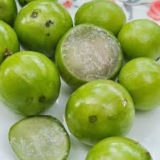 Jaboticaba Branca Fruit Plant