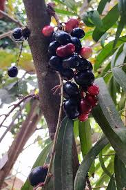 Chamaliang Fruit Plant