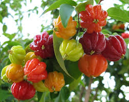 Red Surinam Cherry Fruit Plant