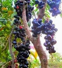 Chamaliang Fruit Plant