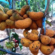 Korn Fruit Plant