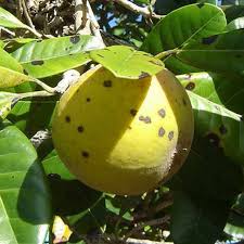 Pouteria Macrocarpa Fruit Plant