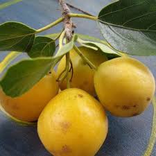 Ziricote Fruit Plant
