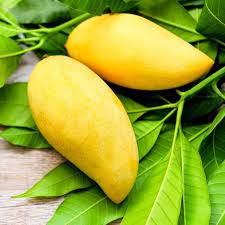Nam Doc Mai Live Exotic Fruit Plant