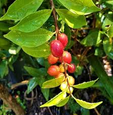 Pitanga de Perdiz Fruit Plant