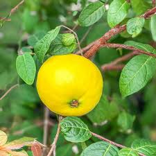 Araza Boi Fruit Plant
