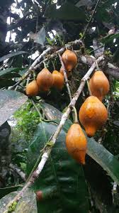 Bacuripari Live Fruit Plant