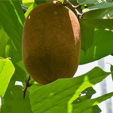 Cupassu Fruit Plant