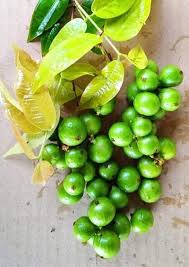 Jaboticaba Crystal Green Fruit Plant