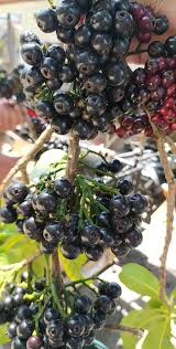Lipote Fruit Plant