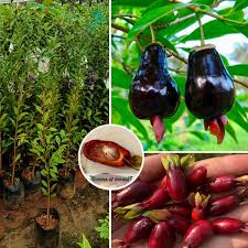 Savannah Cherry Fruit Plant